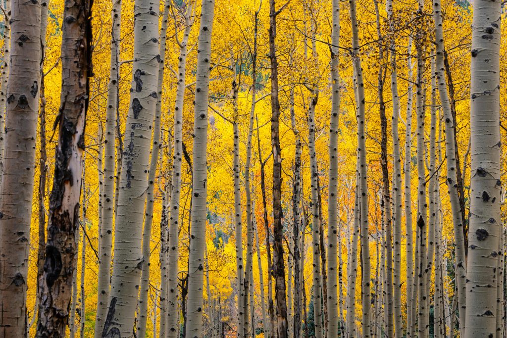 Stunning view of golden aspens in Colorado's autumn forest.