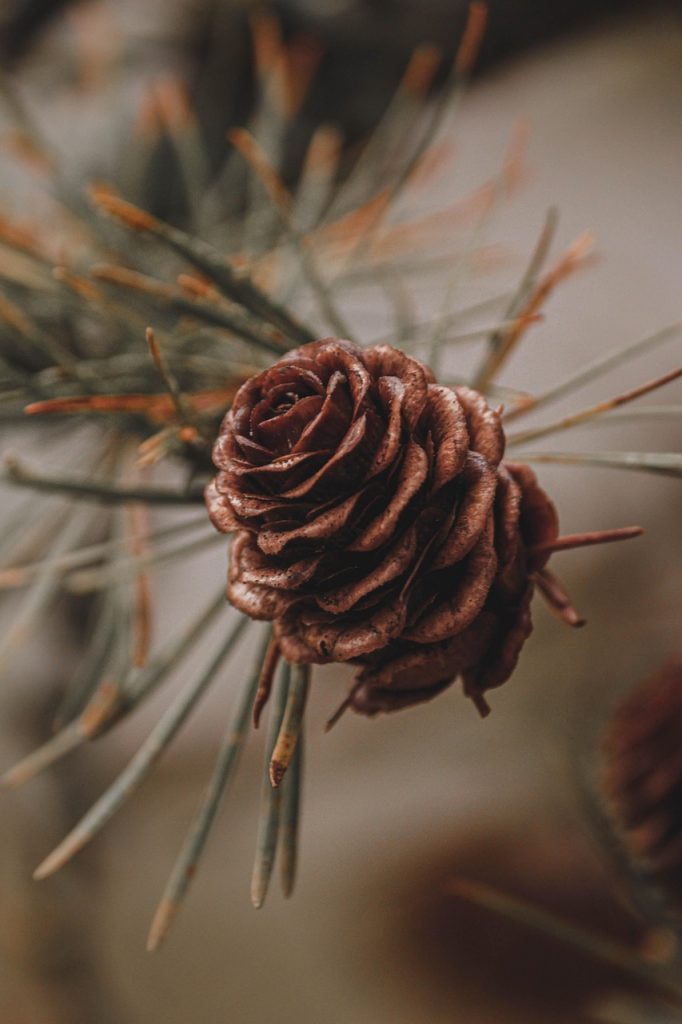pinecone, pine tree, conifer, tree, christmas, nature, winter