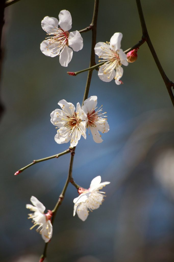 plum blossom, plum blossoms, flower wallpaper, beautiful flowers, spring flowers, spring, flower background, republic of korea, nature, tree, beautiful, plant, swank, blossom, flower, flowering, april